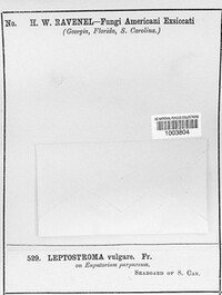 Leptostroma vulgare image